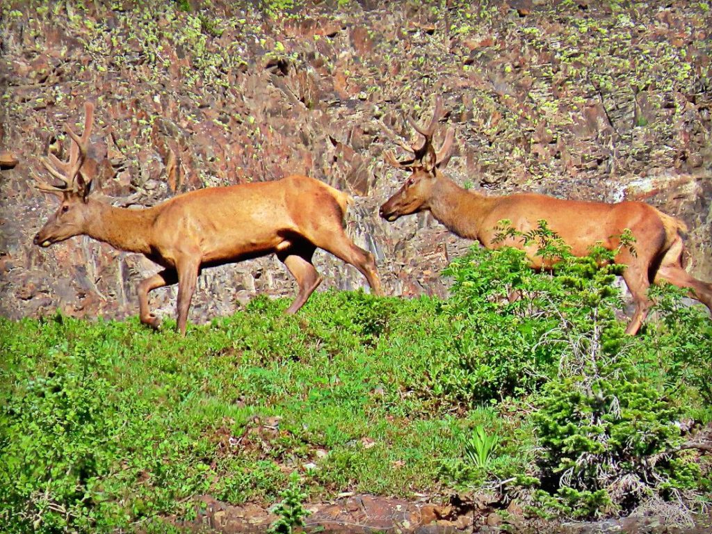 Bull Elk add to the splendor of Poverty Gulch