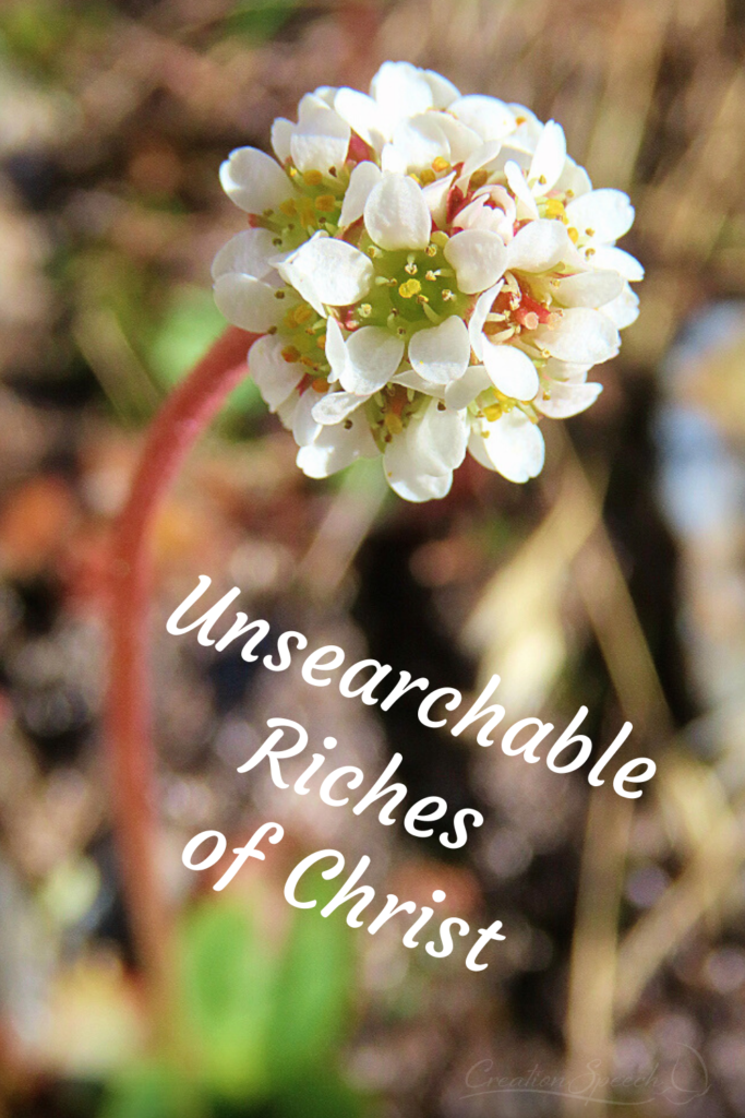 Snowball Saxifrage, part of theUnsearchable Riches of Christ