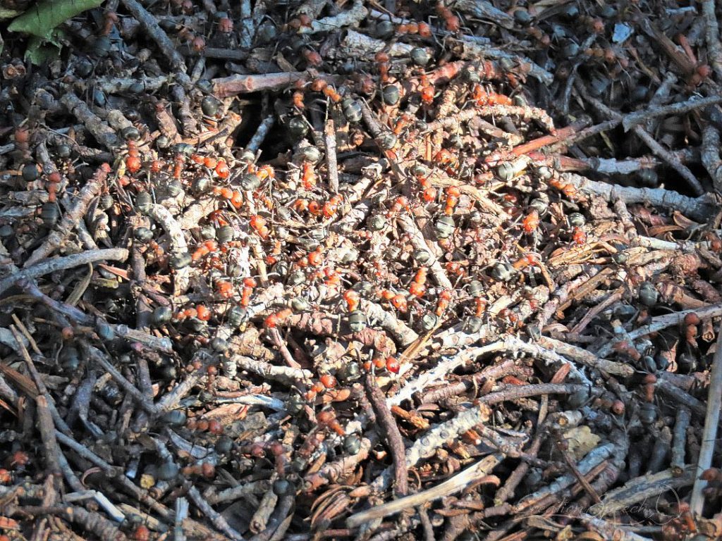 Western Thatching Ants Clean the ground of dead insects as part of the unsearchable riches of Christ