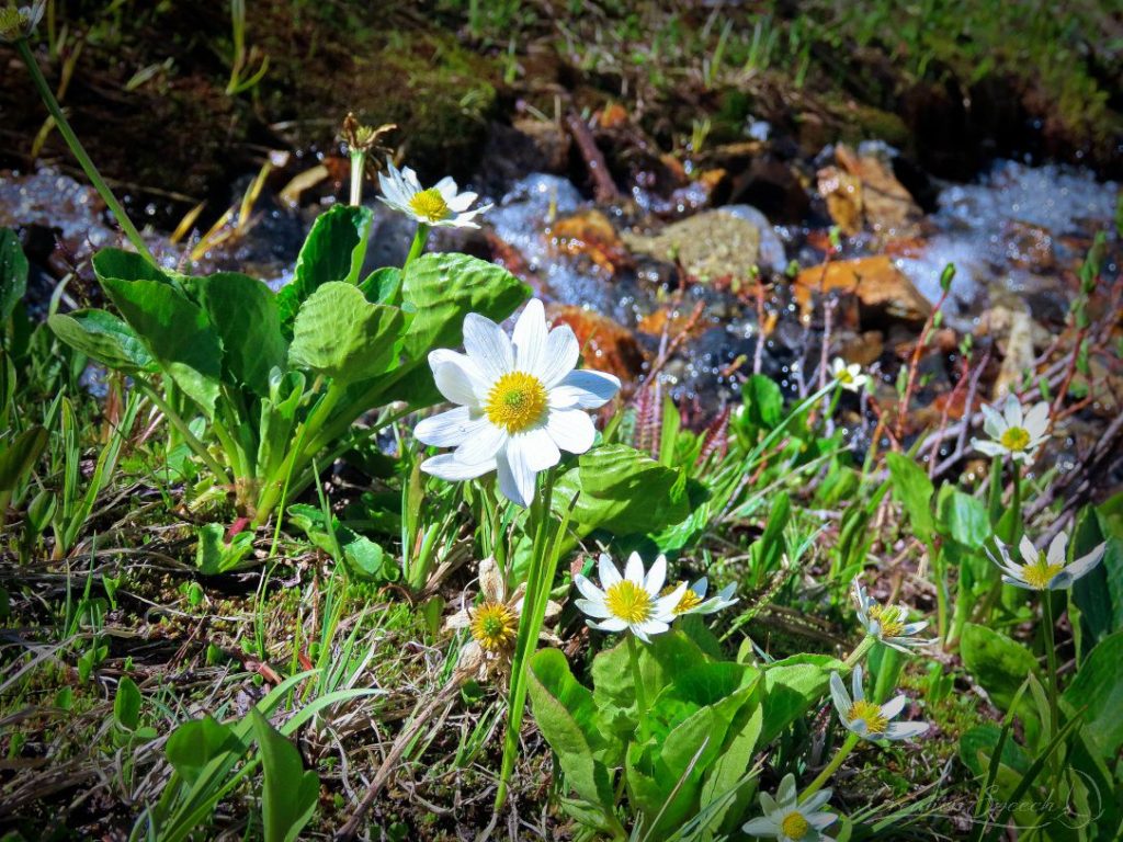 White Marsh Marigold by clear mountain stream by the unsearchable riches of Christ