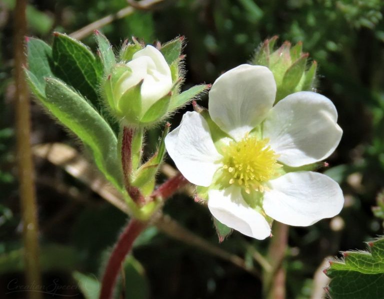 Wild strawberry has edible leaves and fruit for God's name sake