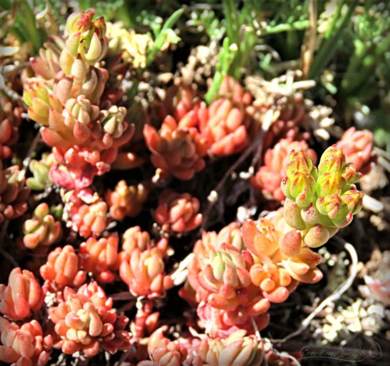 Yellow Stonecrop thrives in high rocky ground for God's name sake