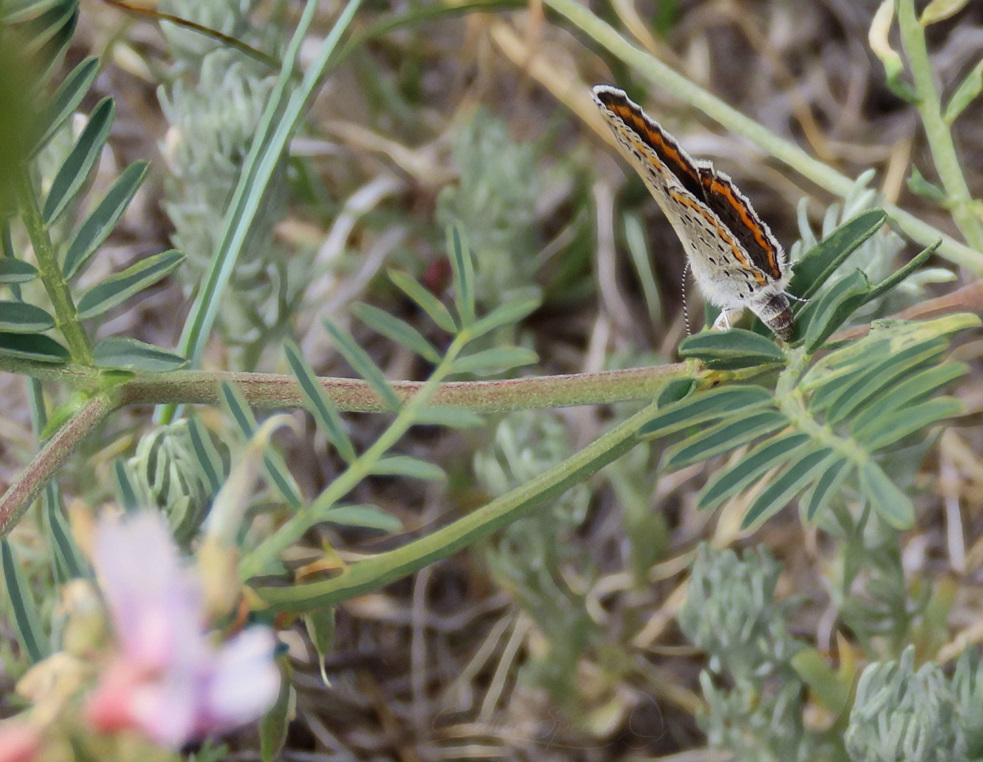 Limber milkvetch is a host plant for Melissa Blue butterflies