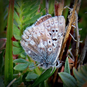 Arctic Blue butterflies have white dots on underside