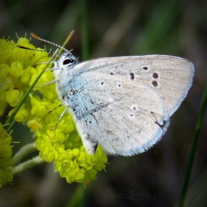 Boisduval's Blue butterflies have light dots on hind wing