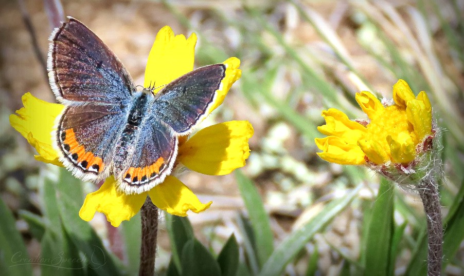 Lupine Blue on Stemless Four-Nerve Daisy tell us God made blue butterflies