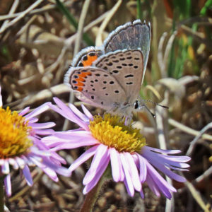 Lupine Blue Butterflies have an orange band only on lower wing