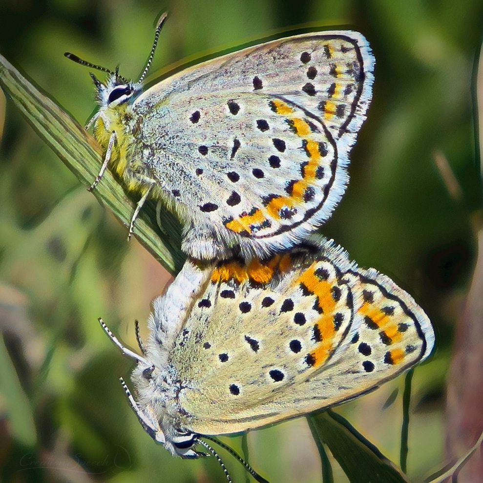 Female Melissa Blue butterflies have darker color on underside of wings than males