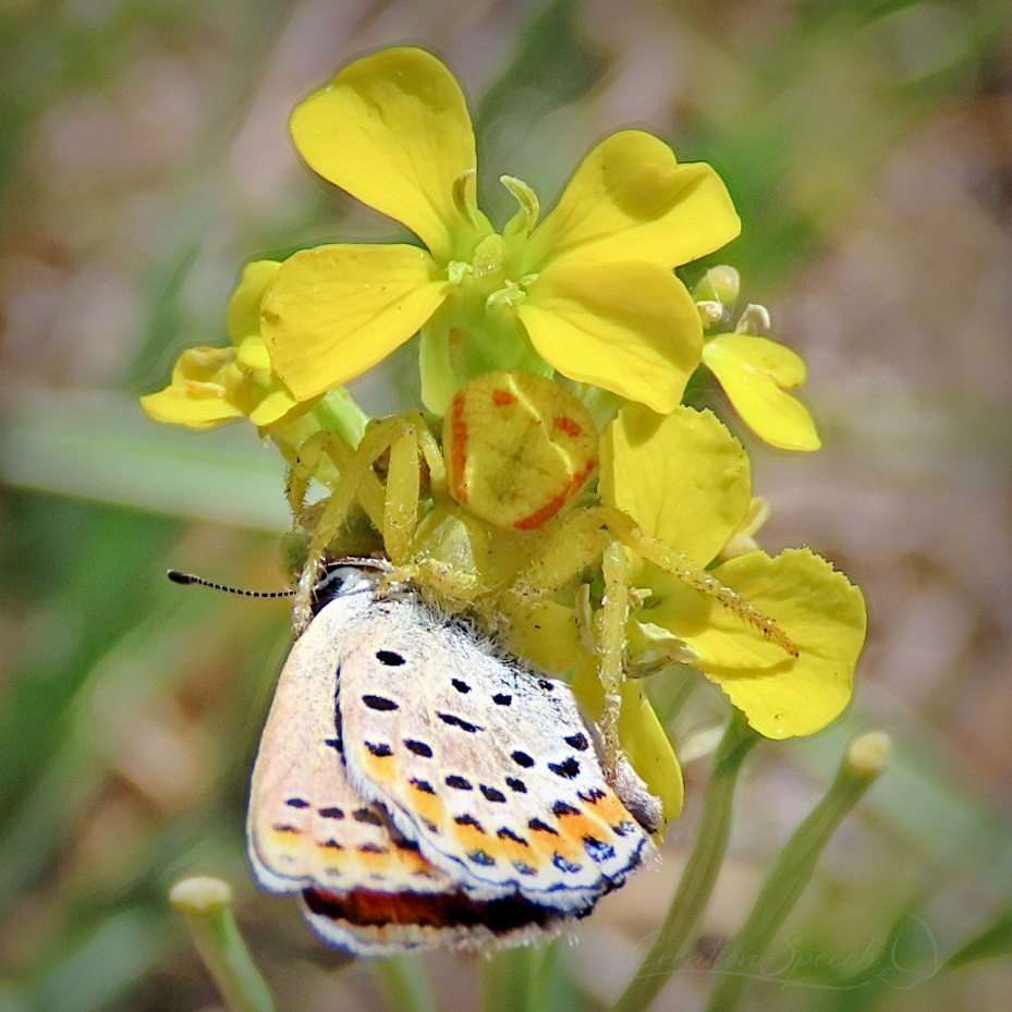 Melissa Blue butterflies need to flee spiders disguished as flowers