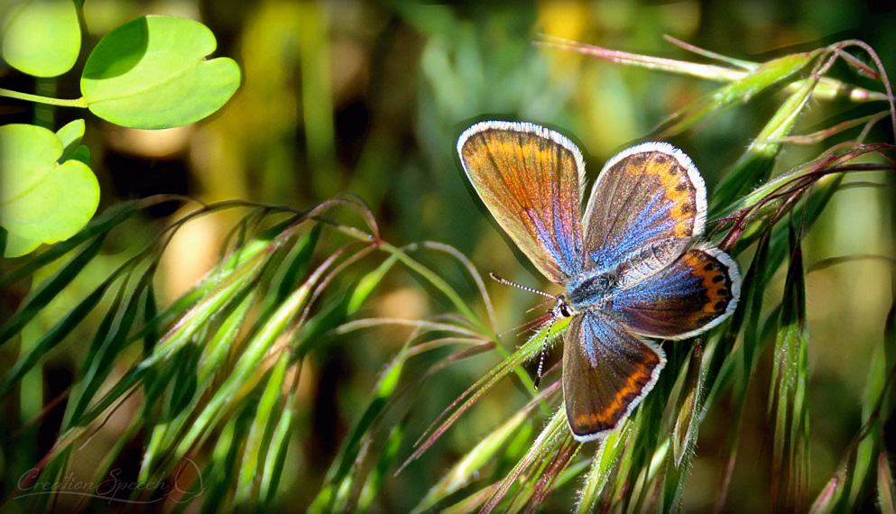 Melissa blue butterflies have wings lined with hairs