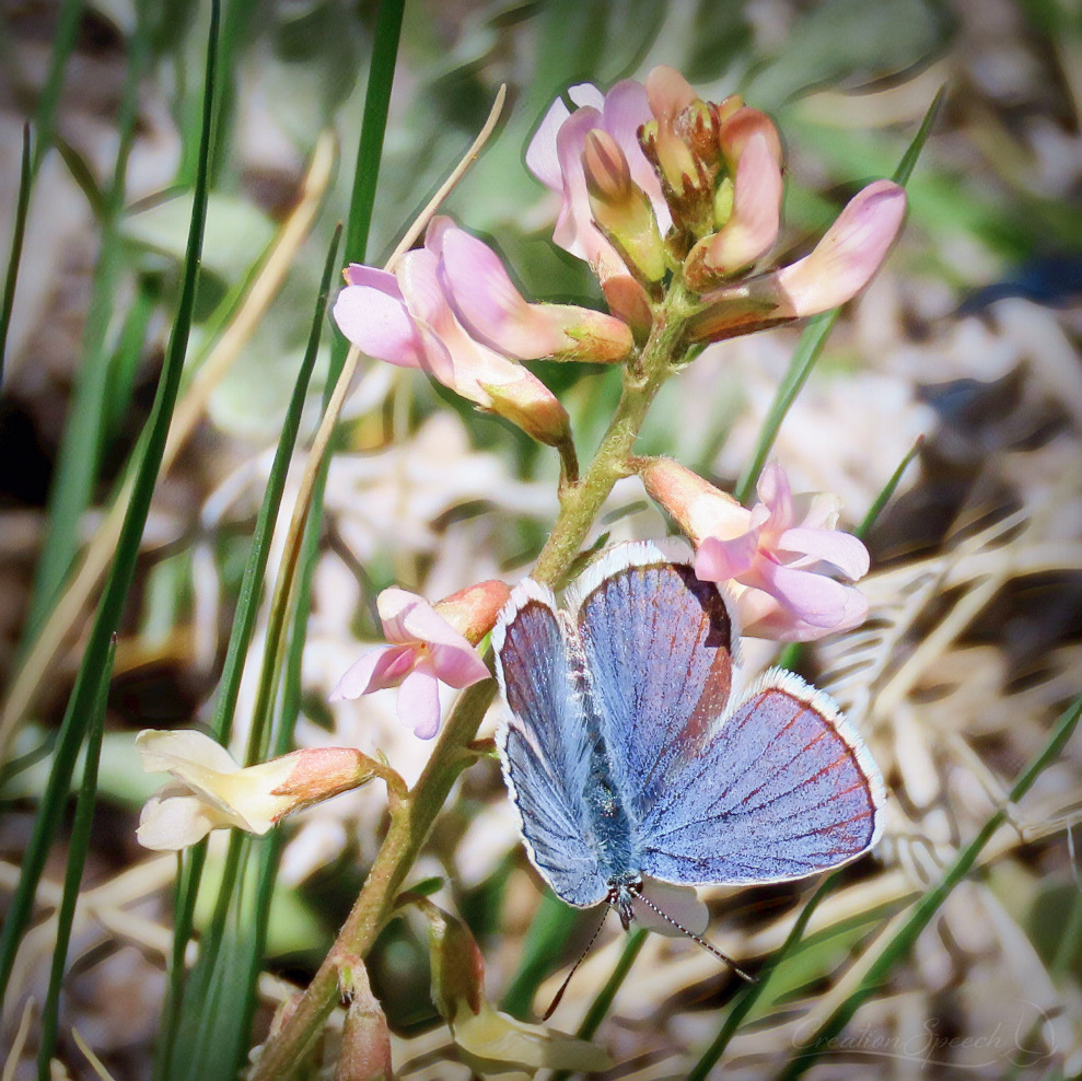 Melissa Blue butterflies like Limbervetch nectar