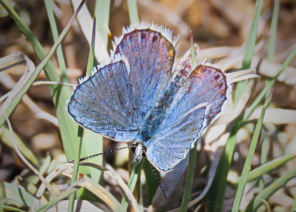 Male Melissa Blue Butterflies sometimes have dots on hind wings