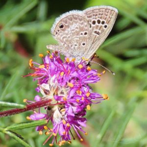 Rakarts' Blue butterflies have a large dot on hind wing