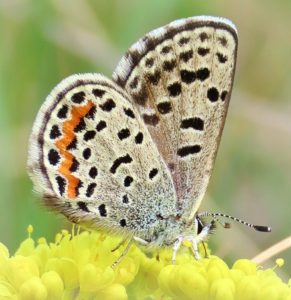 Rocky Mountain Dotted Blue butterflies have a darker upper wing