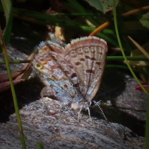 Shasta Blue butterflies have circular dots with orange