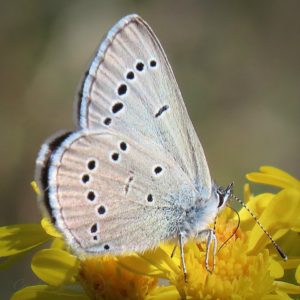 Silvery Blue butterflies have spots and no orange bands