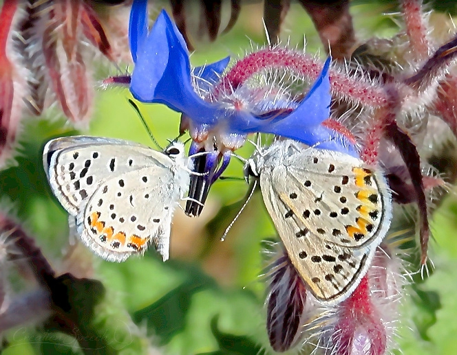 Male and female Acmon Blue Butterflies differ in color