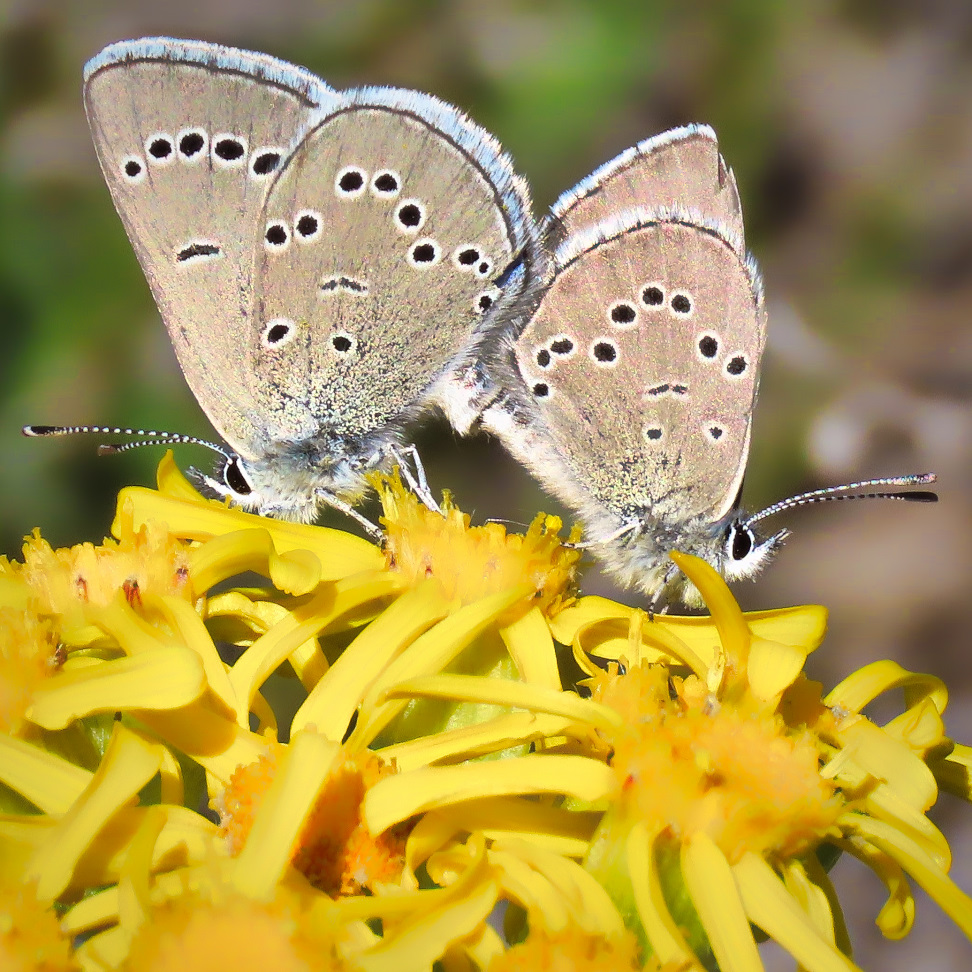 Female Silvery Blue butterflies have darker underside than males