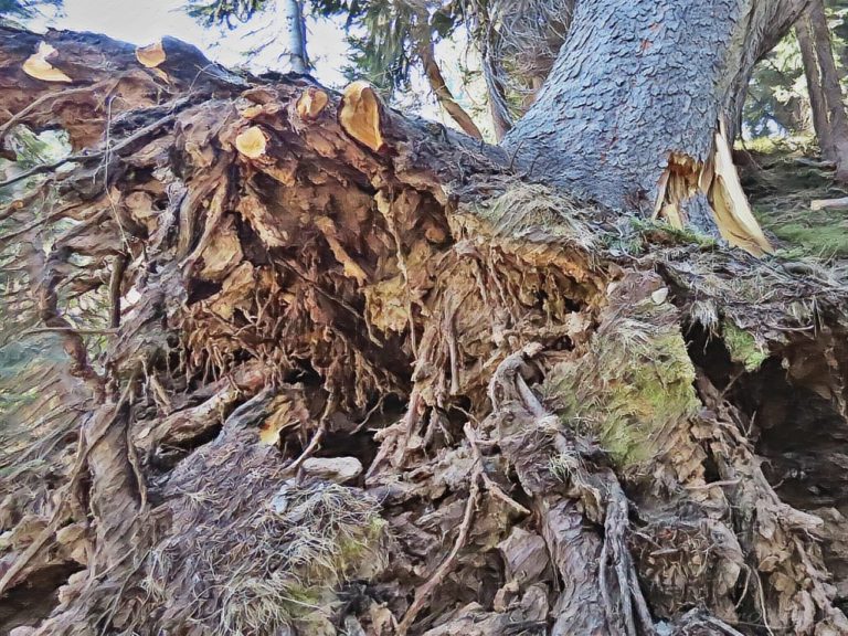 Uprooted tree illustrates God's shaking of the wilderness