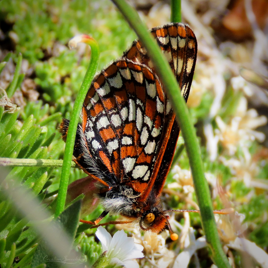 Ancia Checkerspot underside seen on a mountian adventure