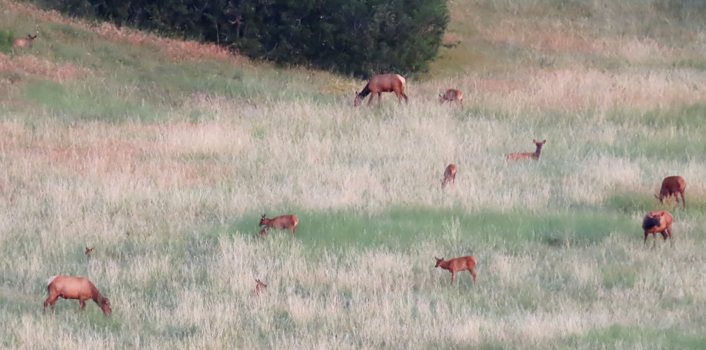 Elk herd seen on a mountain adventure