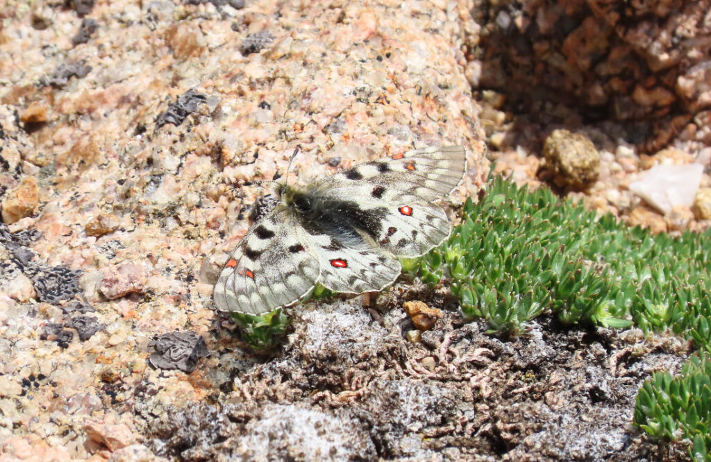 Rocky Mountain Parnassian on Mt. Parnassus