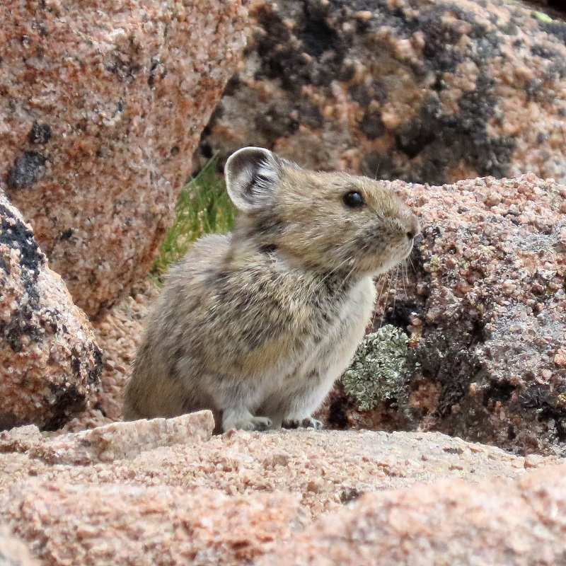 Pika seen on a mountain adventure