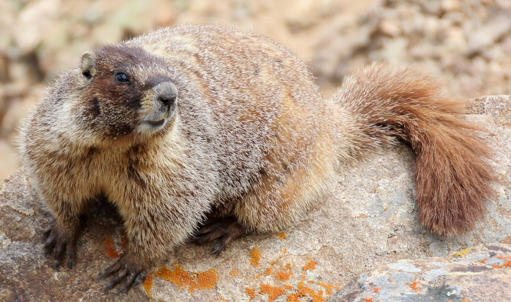 Yellow-Bellied Marmot seen on a mountian adventure