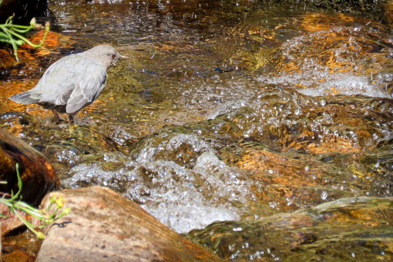As American Dipper gets into the stream, by faith we can get into the ever-flowing water of life from the throne of God and the lamb