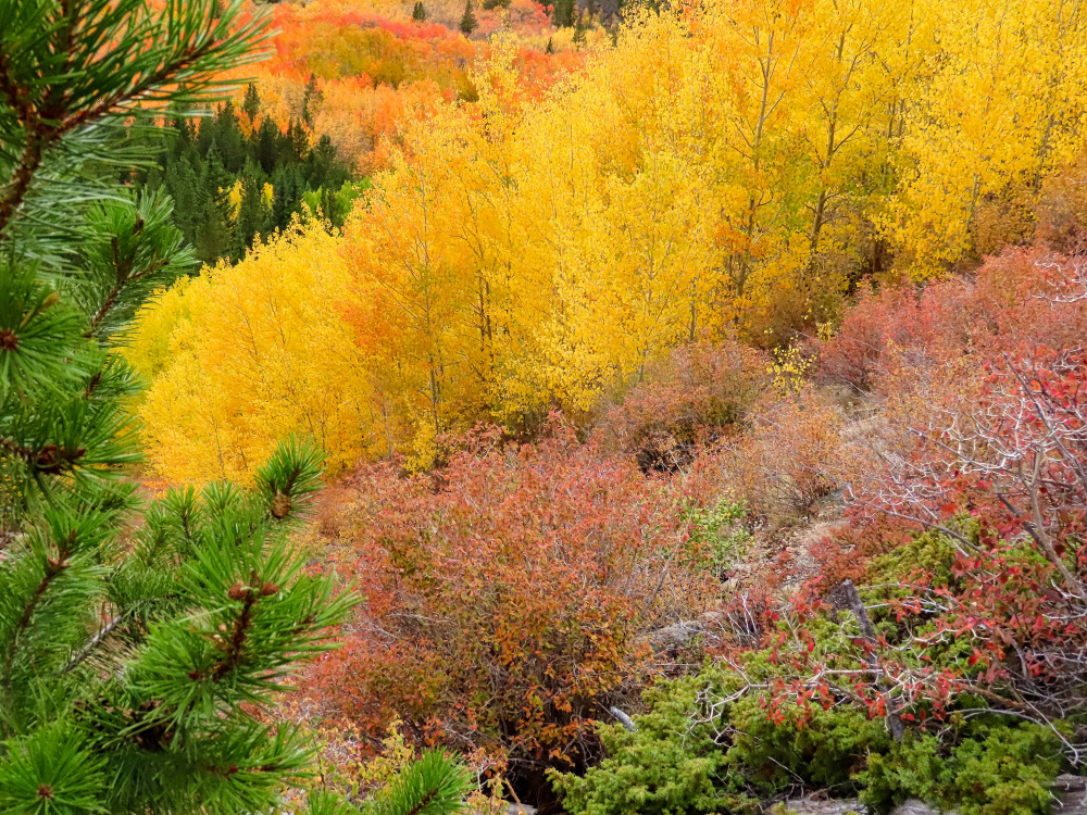 Mountain sings with a chorus of colors and trees clap