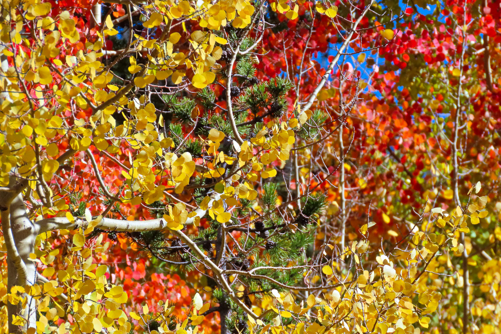 Tree clap with green, gold and red colors in the fall
