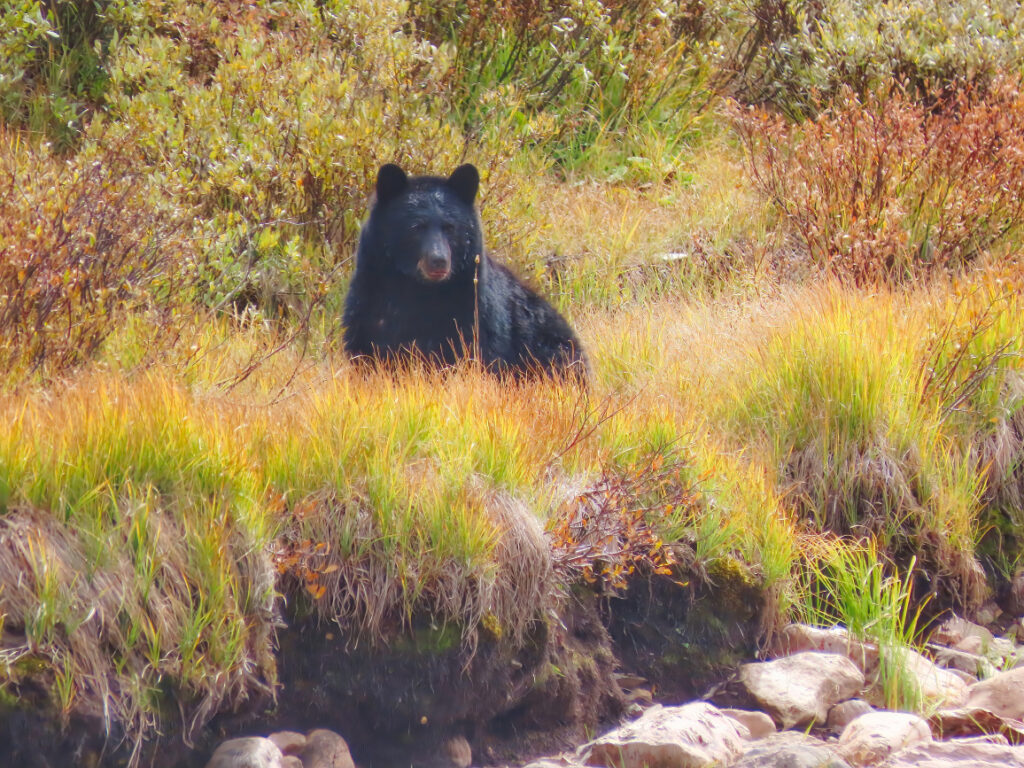 Black Bear Seeking Salmon Pressing on