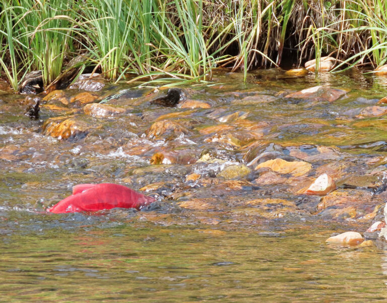 Kokanee Salmon Moved Over Obstacles to Press On To Create New Life