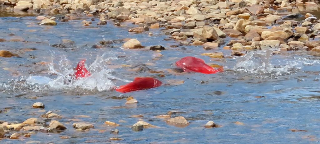 Salmon press on through shallow water