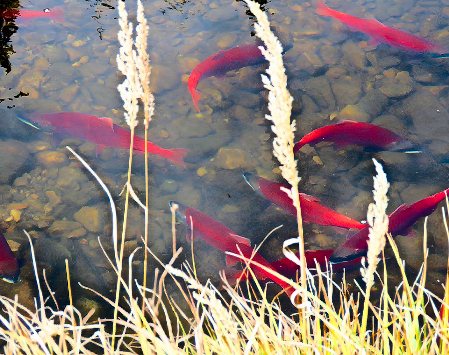 Salmon press on to move up a stream to spawn together as a group