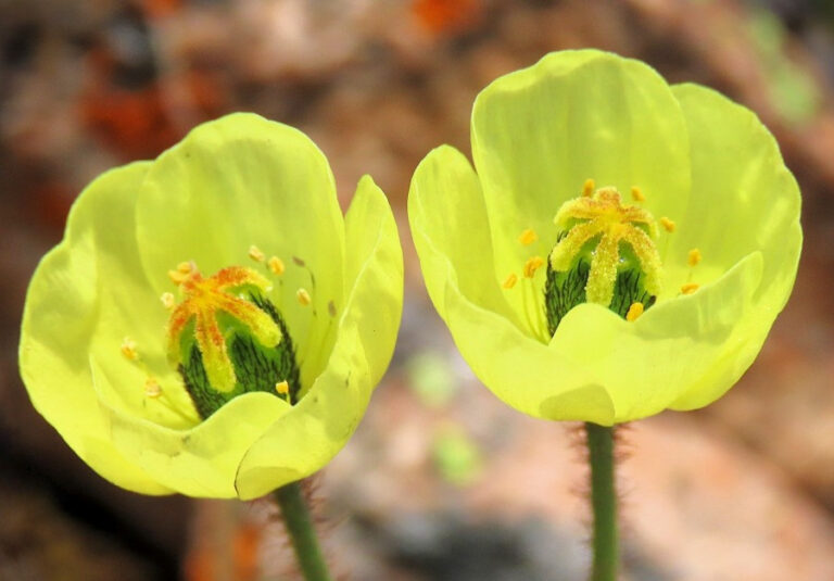 Jesus helped me to see this Arctic Poppy